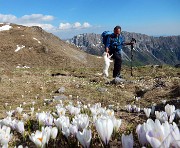 90 Festa di crocus